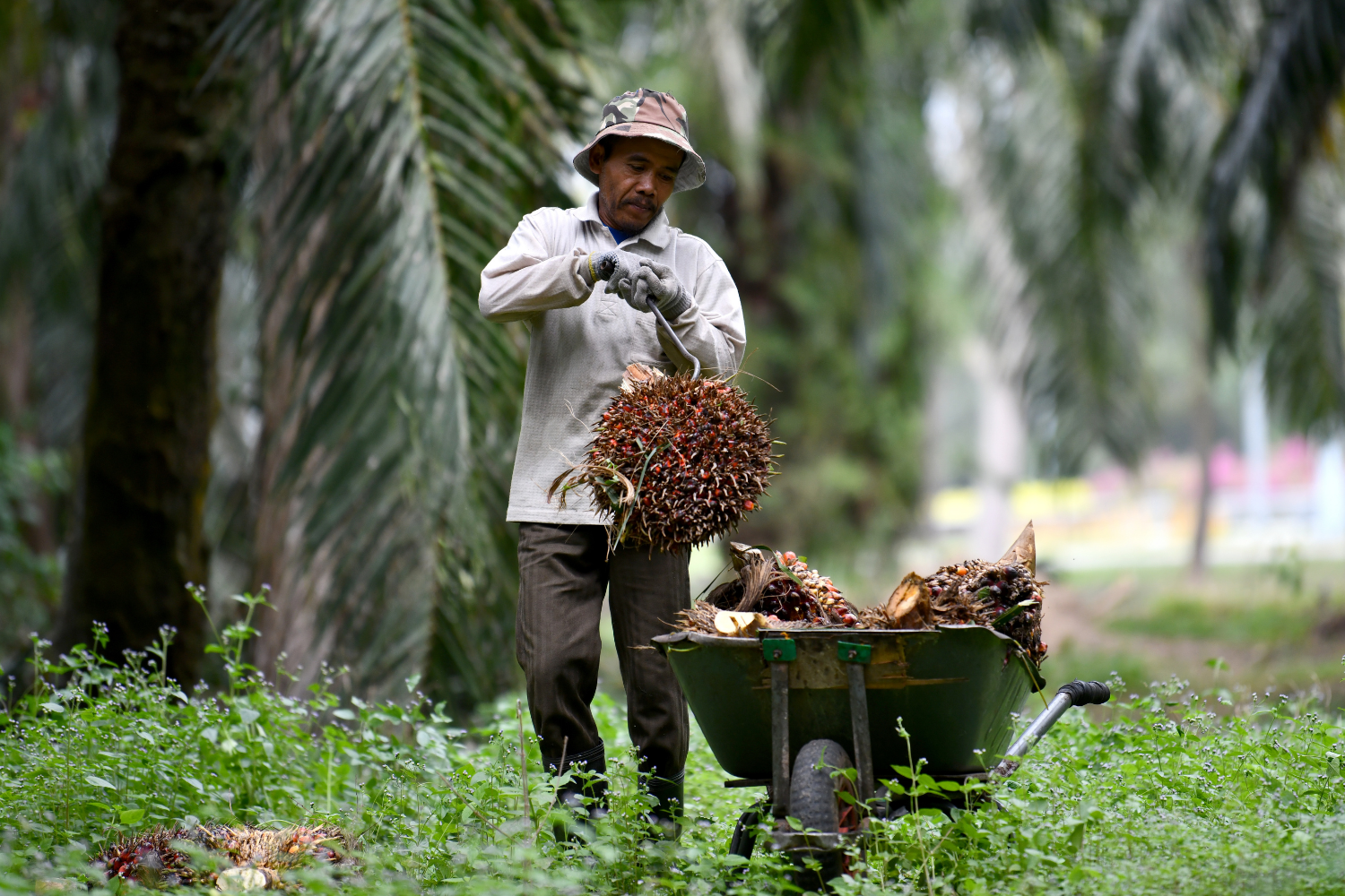 Maybank IBG keeps 'neutral' rating on plantation sector